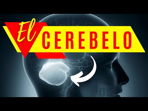 🧠THE CEREBELLUM (functions, structure, diseases and injuries) | NEUROSCIENCE