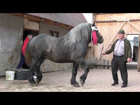 Armasari suri, proprietar Costica Bodale | Marginea, Județul Suceava 2017