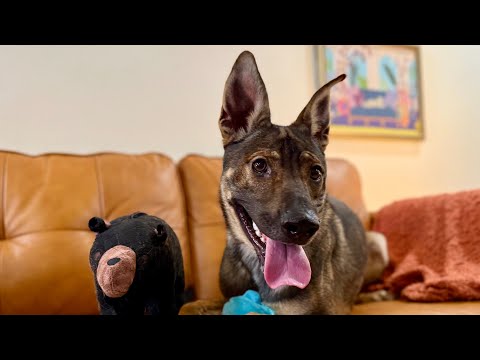 Scuba Steve your Personal Poolside Lover Boy, an adoptable German Shepherd Dog & Shepherd Mix in Austin, TX_image-1