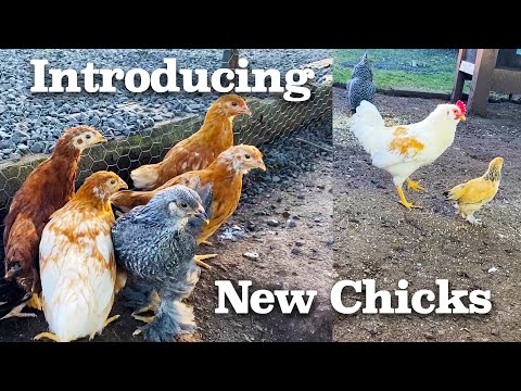 , title : 'Newbies vs. OGs: Introducing New Chicks to Our Flock'