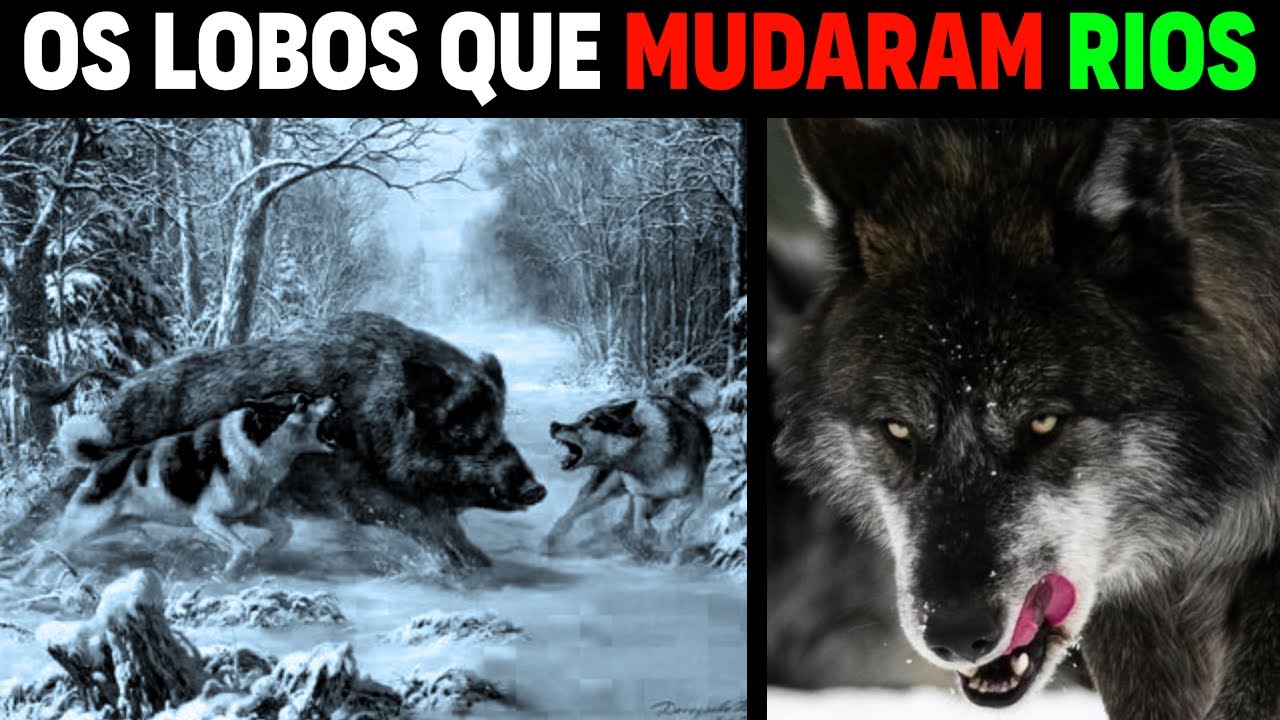 Lobos de Yellowstone - COMO LOBOS MUDARAM OS RIOS?