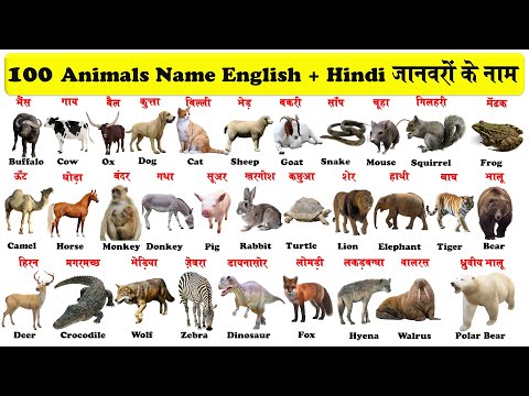 animals-meaning-in-hindi Mp4 3GP Video & Mp3 Download unlimited Videos Download animals-meaning-in-hindi Mp4 3GP Video & Mp3 Download unlimited Videos Download