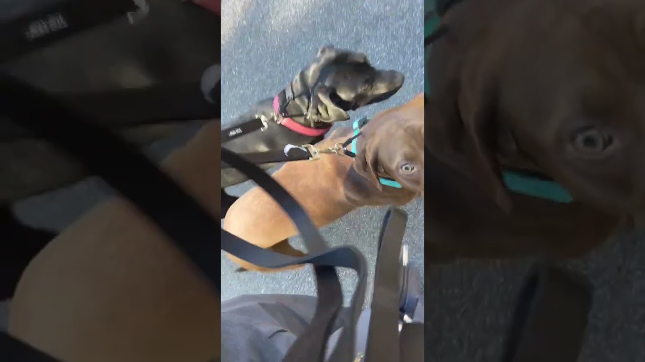 Dog Training - Selena Learning To Heel