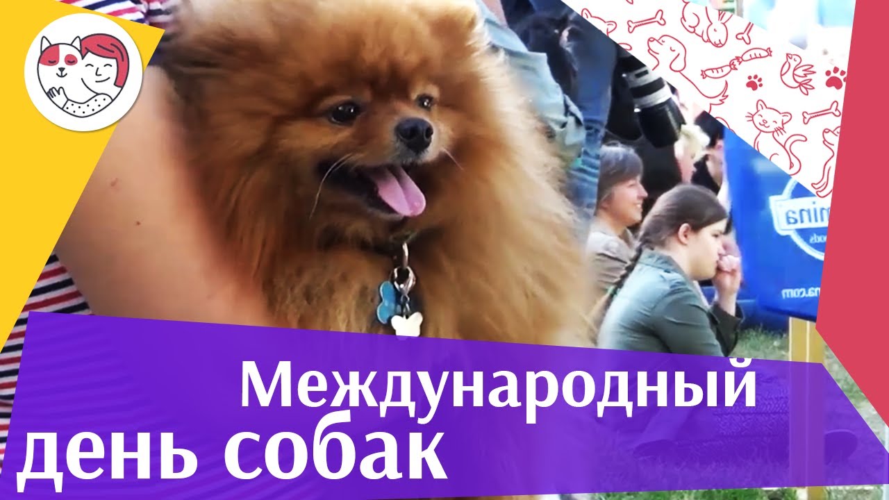 Международный день собак на ilikepet