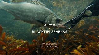 Xics PV BLACKFIN SEABASS impression by 成相 修