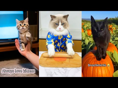 Los Mejores Gatos Graciosos del Año 😹 | 5 Horas de TikToks Virales con BRUSCHIMICHIS