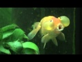 Canal Bubulle My Goldfish Singing 7 Seconds Away