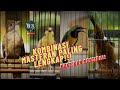 KATEM KENARI CUNGKOK CILILIN KOMBINASI MASTERAN PALING LENGKAP ️ ️UNTUK SEMUA BURUNG FIGHTER ️