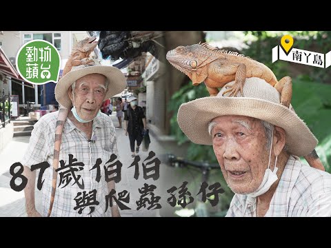 87歲南丫島奇人頭托4磅蜥蜴出巡 當佢係孫仔識聽人話  按摩曬太陽游水 多多錢都唔賣 #果籽南丫島 #動物蘋台－果籽 香港 Apple Daily—原刊日期：20200922