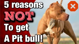 5 reasons NOT to get a Pit bull! (New Owners)