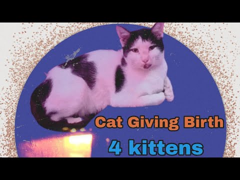 Cat Giving Birth to 4 kittens First time with Black & White Color