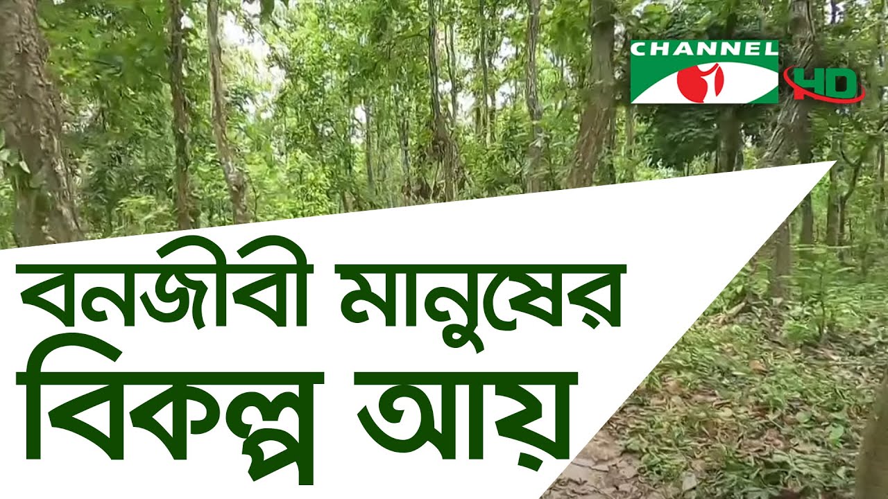 সুফল’ প্রকল্পের সুফল পেতে শুরু করেছে বনজীবী মানুষ