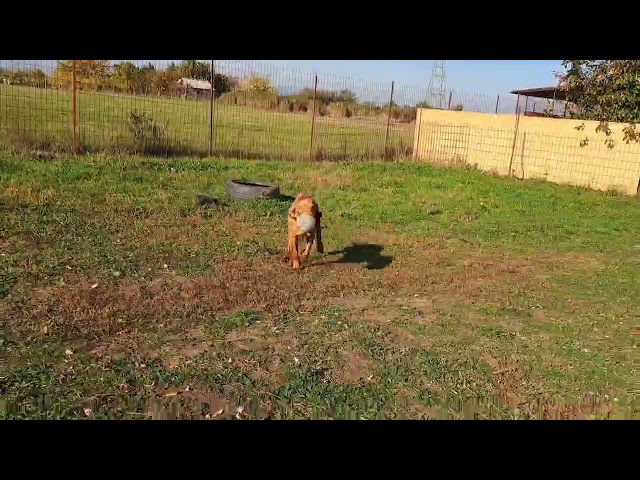 Vizsla cachorro en venta