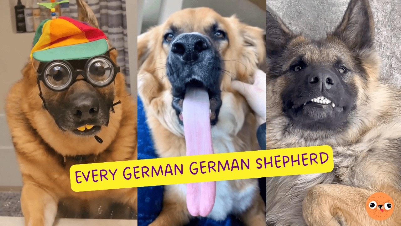 Every Single GERMAN German Shepherd!