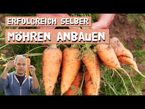 , title : 'Möhren im Garten und Balkon erfolgreich anbauen - so baust du Karotten selber an! Möhren in Töpfen'