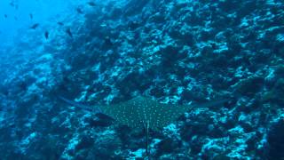 preview picture of video 'Spotted Eagle Ray'