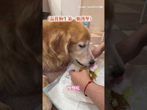 【每一口都是愛】主人為安寧狗狗準備漢堡大餐 原本沒食慾的牠小口小口吃光光QQ