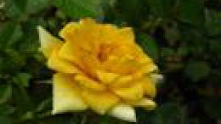 Mediaeval Baebes- Verbum Caro