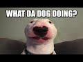 What Da Dog Doing