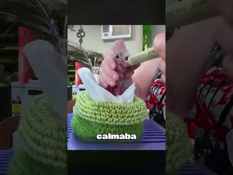 Un hombre, al talar un árbol, encontró por casualidad un nido de pajaritos. #animales #animals