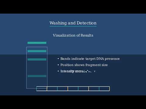 Southern Blot – Definition, Principle, Steps, Importance - Video
