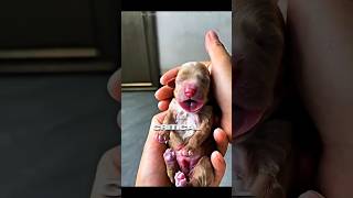 Newborn Puppy Was Dying… Then This Woman Did the Unthinkable! 🐶❤️#shorts #trending