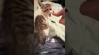 #cat #cute #catvideo #cutecat #funnyvideo