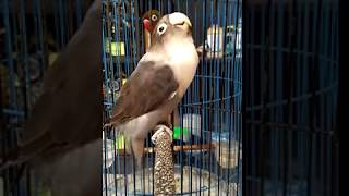 Download lagu Lovebird batman fighter mp3