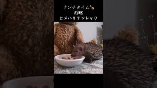 #lesserhedgehogtenrec #癒し #エキゾチックアニマル #ヒメハリテンレック #hedgehog #かわいい #動物 #animals #ペット #asmr