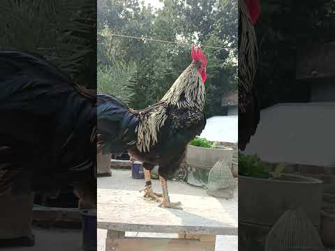 , title : 'Imperessive rooster crowing in the morning#rooster #chicken #roostercrowing #roostersound #sorts'