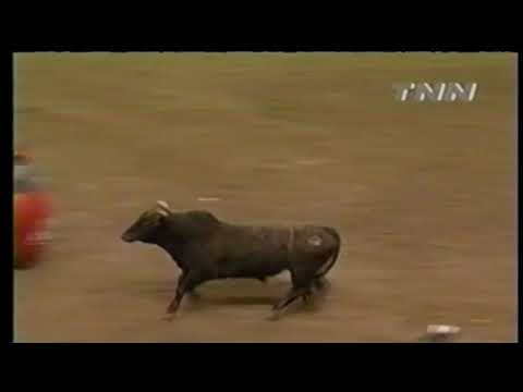 Candy Man bucks Cauy Hudson - 00 PBR Salt Lake City