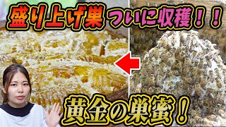 【超貴重】黄金の巣蜜！盛り上げ巣ついに収穫！