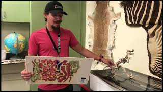 BOYS AND GIRLS CLUB Mr Palmer STEM