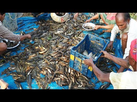 WoW Amazing! How to Lot of Fish Catching Using by Net in The Deep Pond || Fish Hunting Technique BD Video