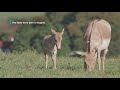 Persian Onager Foals At The Smithsonian Conservation Biology Institute