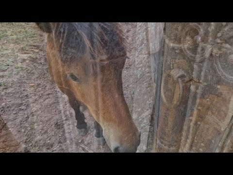 IMMA vom Bodensee (Roman) - Die Spurensuche führt ins 8. Jahrhundert, in eine Welt voller Visionen