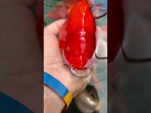 Ranchu Ryukin Goldfish Hybrid (Olivia)