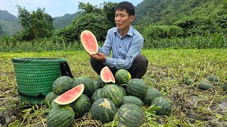 Harvesting Watermelon Goes to the Market Sell - Gardening | Solo Survival