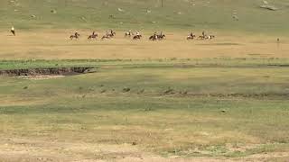 preview picture of video 'HORSE TRIP MONGOLIA'