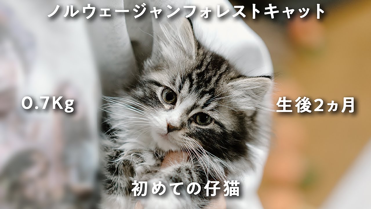 初めて仔猫を飼う事になりました。ノルウェージャンフォレストキャットお迎え初日の先住犬との様子