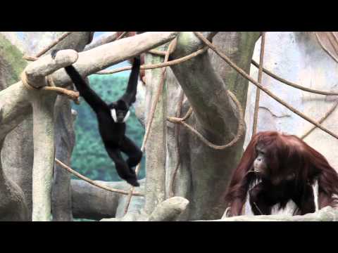Gibbon and orangutan meet, hang at Brookfield Zoo