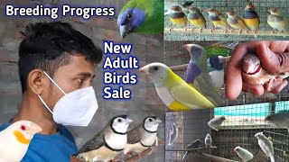 Download lagu Birds Breeding Progress Update. New Adult Finch Birds Sale. mp3