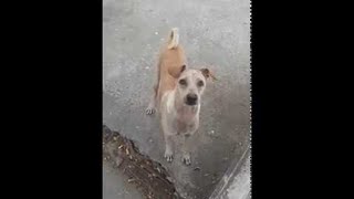Mama Dog Begs, Brings Food Back to Pups || ViralHog