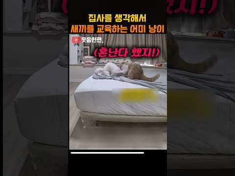 집사를 생각해서 새끼를 교육하는 어미냥이