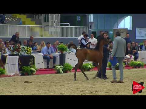 N.106 RENOIR DI MAR - Milan 2018 - Futurity Colts (Class 14)