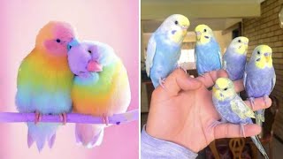 Smart And Funny Parrots Parrot Talking Videos Compilation (2024) - Cute Birds #27