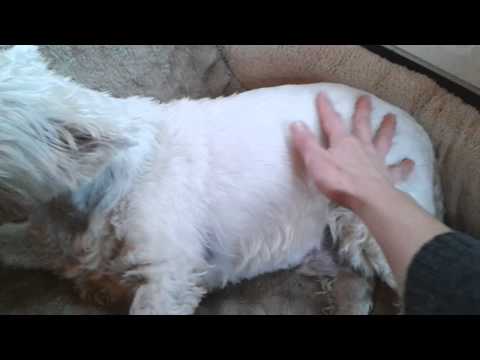 YouTube video about: How to tell if your dog ate a squeaker?