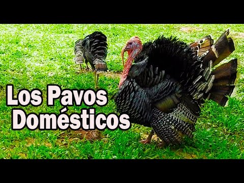 , title : 'PAVOS CRIOLLOS O PAVOS DOMÉSTICOS'