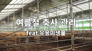 여름철 축사 관리 (feat 유용미생물)
