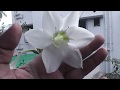 How to grow Amazon lilies/care/fertilizer/full video planting to flowering How to grow Amazon lilies/care/fertilizer/full video planting to flowering